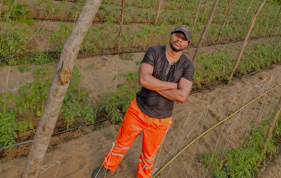 Le Kapitaine dans son champ de tomates tuteurées
